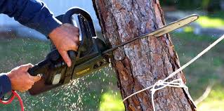 How Our Tree Care Process Works  in  Swartz, LA