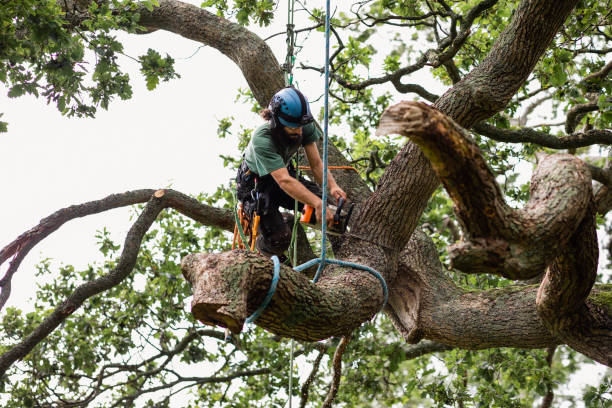 Trusted Swartz, LA Tree Services Experts