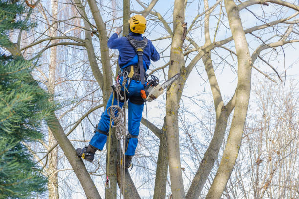 Best Leaf Removal  in Swartz, LA